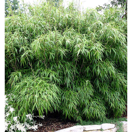 Bambus dáždnikovitý