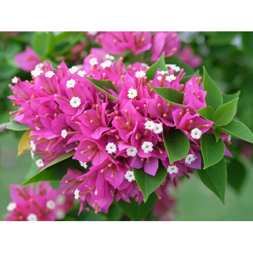 Bougainvillea, cyklaménová