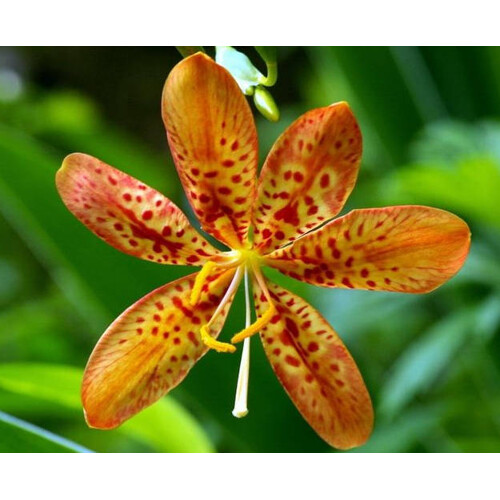 Angínovník čínsky