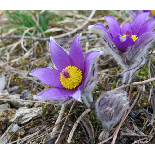 Poniklec obyčajný, fialový