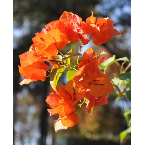 Bougainvillea, oranžová