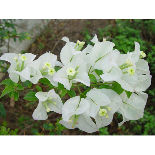 Bougainvillea, biela