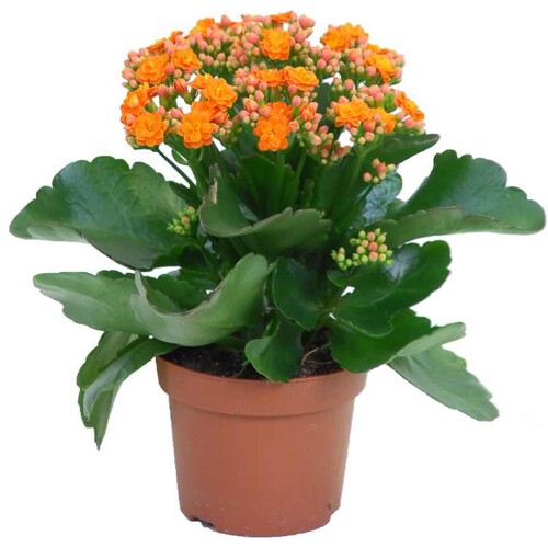 Kalanchoe, oranžová