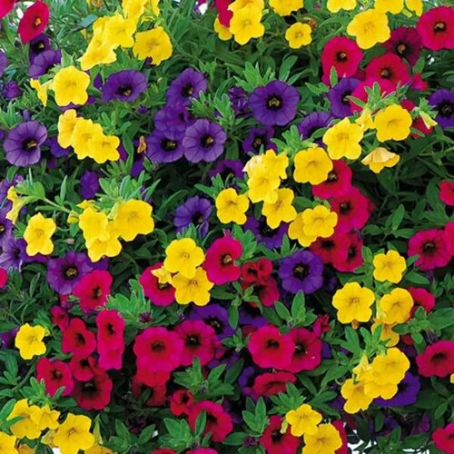 Calibrachoa - karneval