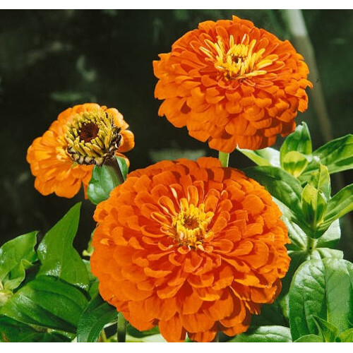 Cínia pôvabná, oranžová (semená)