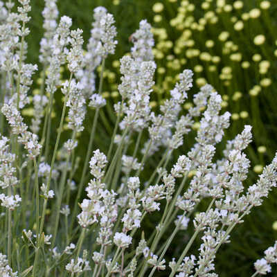 Levanduľa úzkolistá, biela