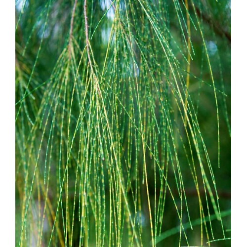 Tropický dub - Casuarina Cunninghamiana (semená)