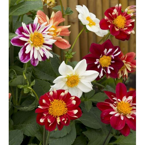 Georgína premenlivá, Dandy (semená)