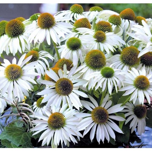 Echinacea purpurová Primadonna White (semená)