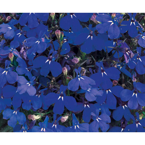 Lobelka drobná Marine blue (semená)