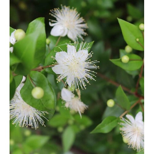 Myrta obyčajná (semená)