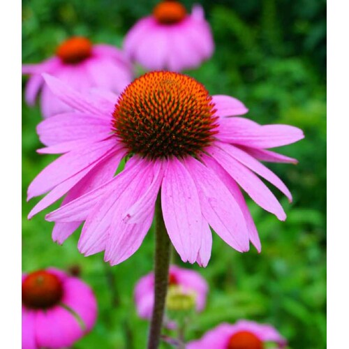 Rudbeckia purpurová (semená)