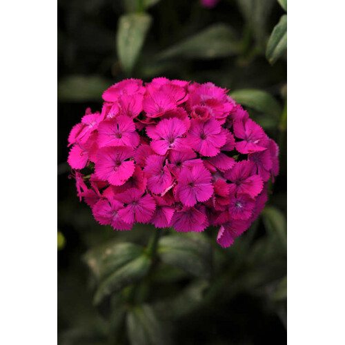 Klinček bradatý, amazon neon purple (semená)