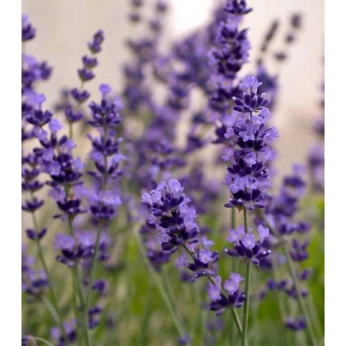 Levanduľa Munstead blue (semená)