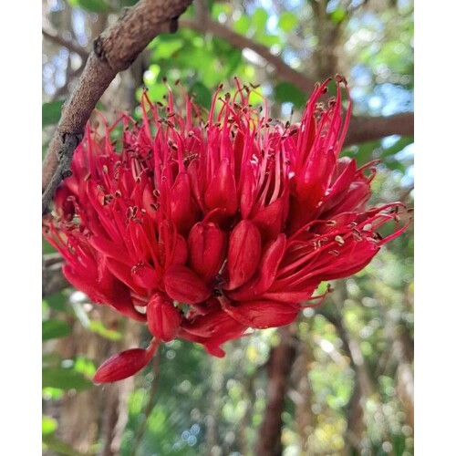 Strom opitých papagájov (semená)