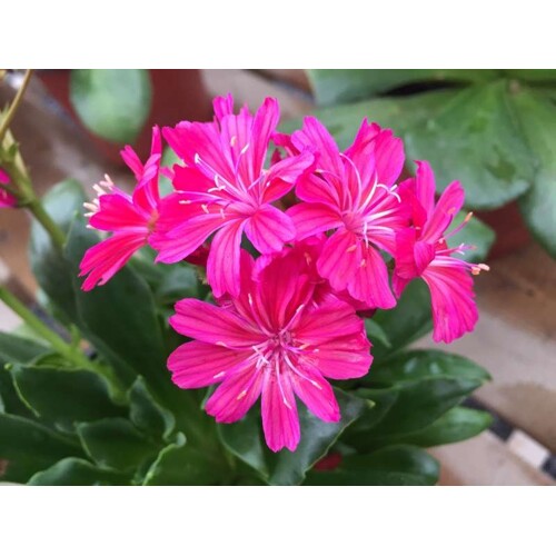 Levízia kalifornská, elise ruby red (semená)