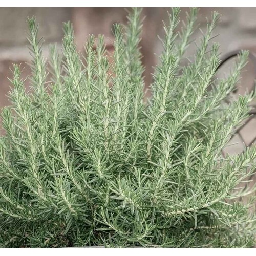 Rozmarín obyčajný