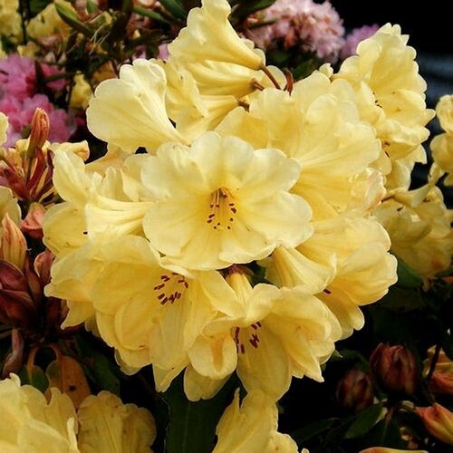 Rhododendron, Wren