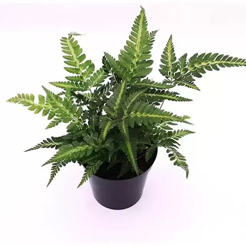 Arachniodes aristata 'Variegata'