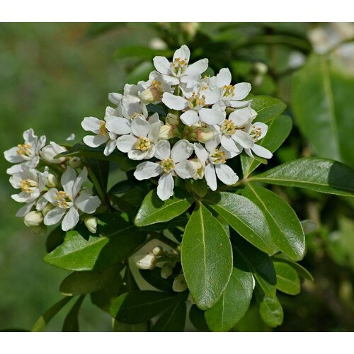 Mexický pomarančový kvet - Choisya ternata