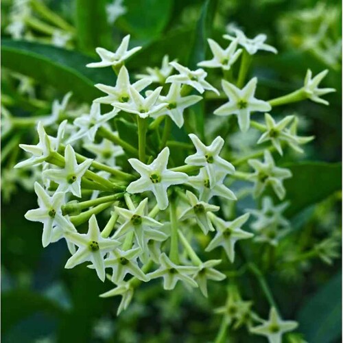 Cestrum nocturnum - Nočný jazmín (semená)