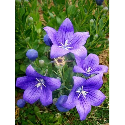 Balónovník veľkokvetý