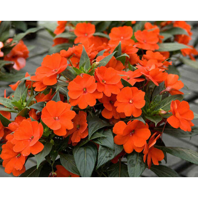 Netýkavka sultánska, červená