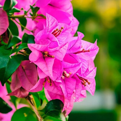 Bougainvillea, slaboružová