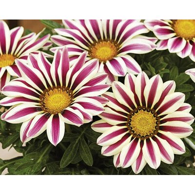 Gazánia lesklá - Rose Stripe