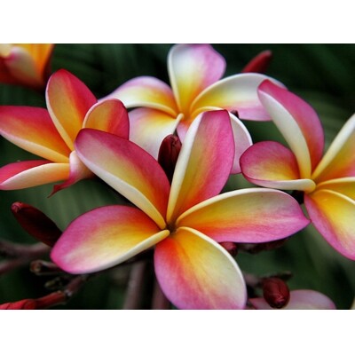 Pluméria Rubra Orange