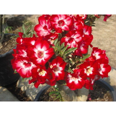 Púštna ruža Aek Siam