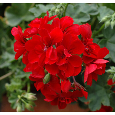 Muškát krúžkovaný - červený