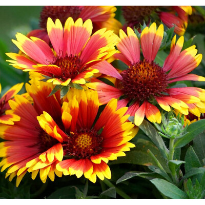 Kokarda veľkokvetá