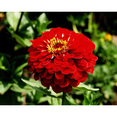 Cínia pôvabná - červená