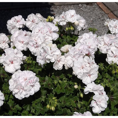 Muškát krúžkovaný - biely