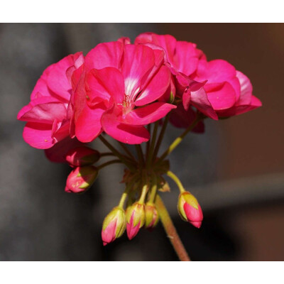 Muškát krúžkovaný - ružový