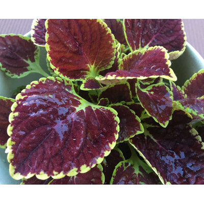 Africká žihľava - Koleus