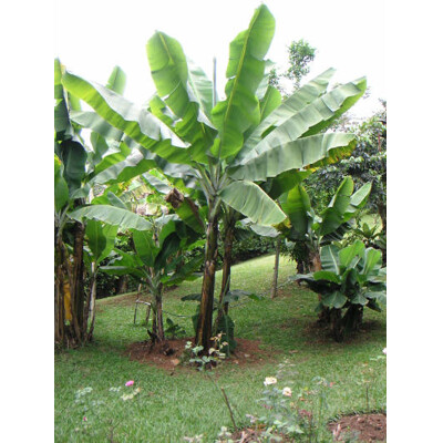 Banánovník Musa Basjoo