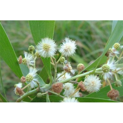 Acacia melanoxylon - austrálsky Blackwood