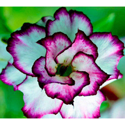 Púštna ruža Doksawai