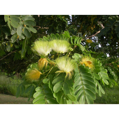 Albízia lebbeck
