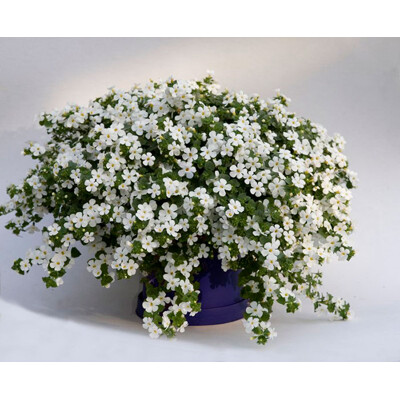 Bakopa (sutera), biela