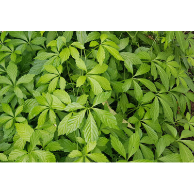 Jiaogulan - päťlistý žeň-šeň