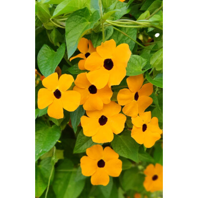 Tunbergia krídlata - čiernooká Zuzana