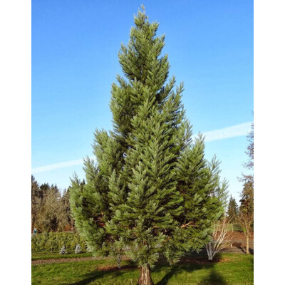 Sekvoja vždyzelená