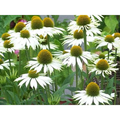 Echinacea purpurová, White Swan