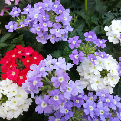 Železník hybridný