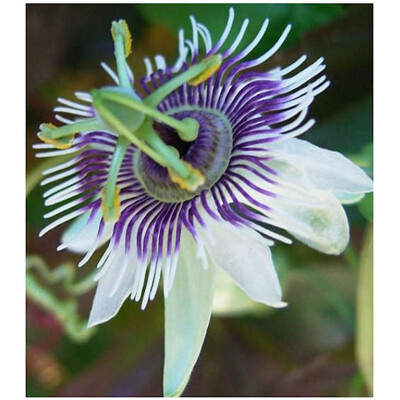 Mučenka morušolistá