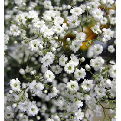 Gypsomilka metlinatá