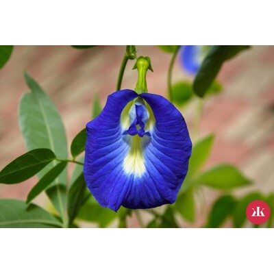 Clitoria Ternatea